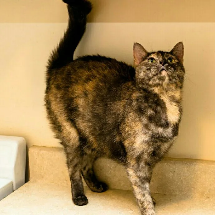Meowie Purr Heart Castle