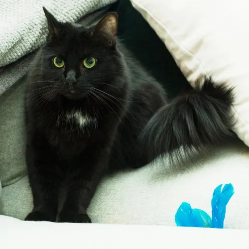 Meowie Purr Heart Castle