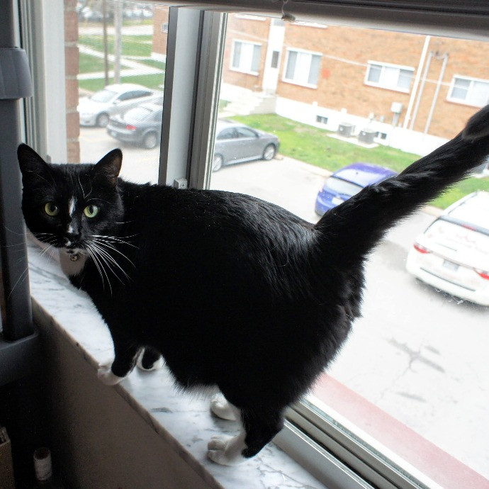 Professional Cat Services