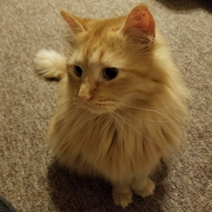 Professional Cat Services