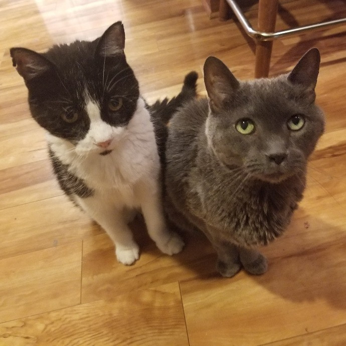 Professional Cat Services