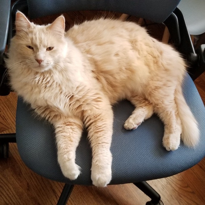 Professional Cat Services