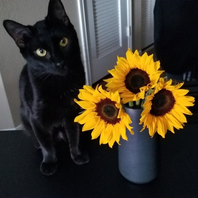 Professional Cat Services photo 3