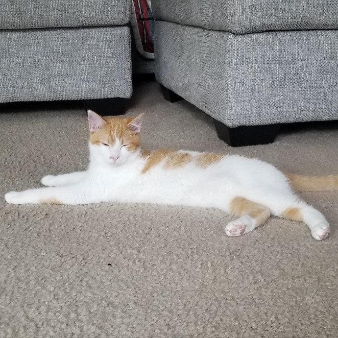 Professional Cat Services photo 2