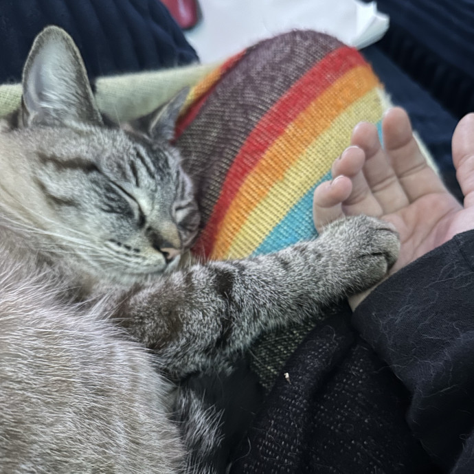 Cat Mom Cat Whisperer