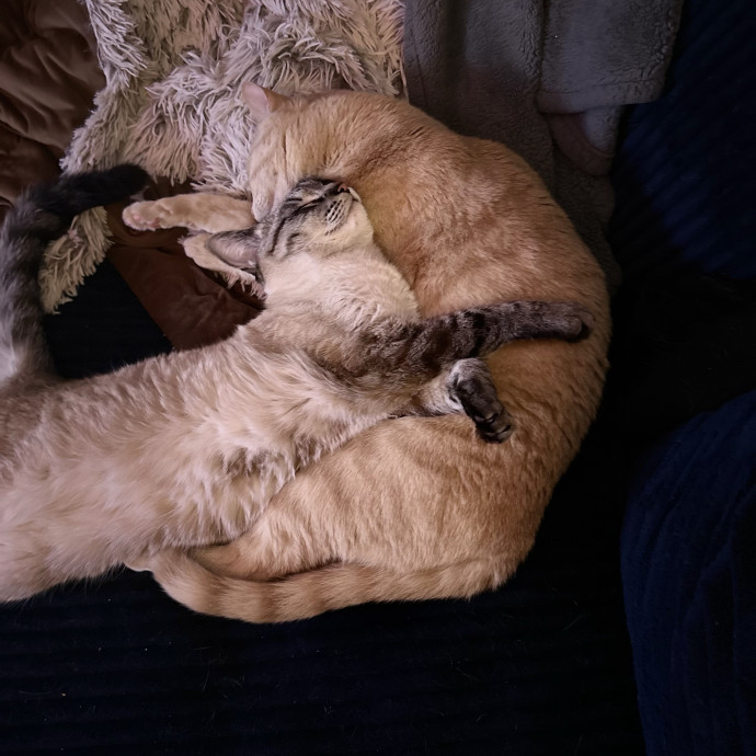 Cat Mom Cat Whisperer photo 3