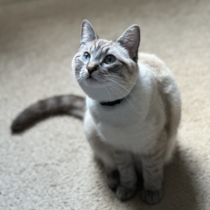 Cat Mom Cat Whisperer photo 2