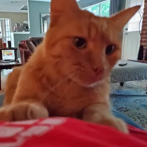 Bridgette's Extra Mile Pet Care