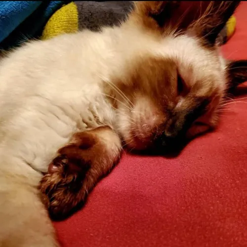 Bridgette's Extra Mile Pet Care