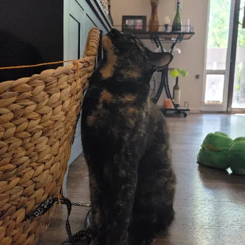 Bridgette's Extra Mile Pet Care