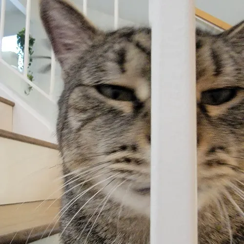 Bridgette's Extra Mile Pet Care