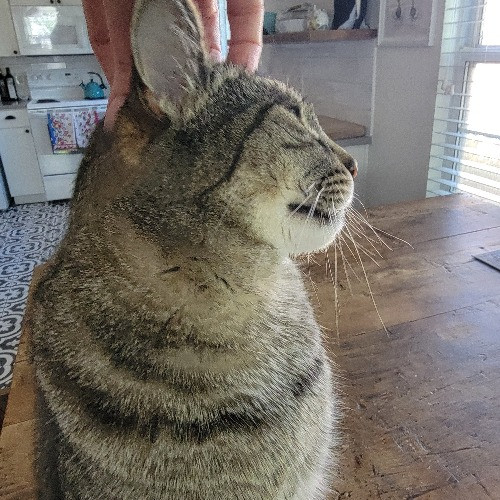 Bridgette's Extra Mile Pet Care