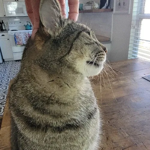 Bridgette's Extra Mile Pet Care