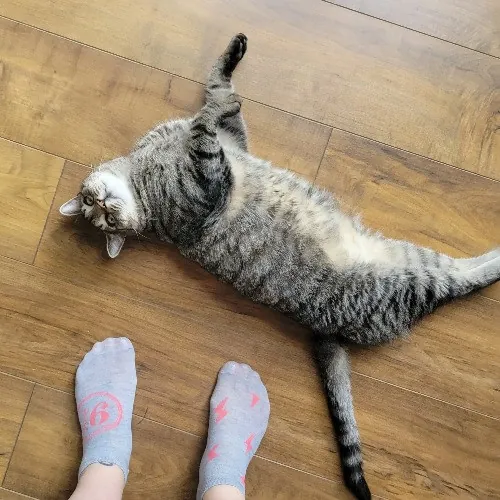 Bridgette's Extra Mile Pet Care