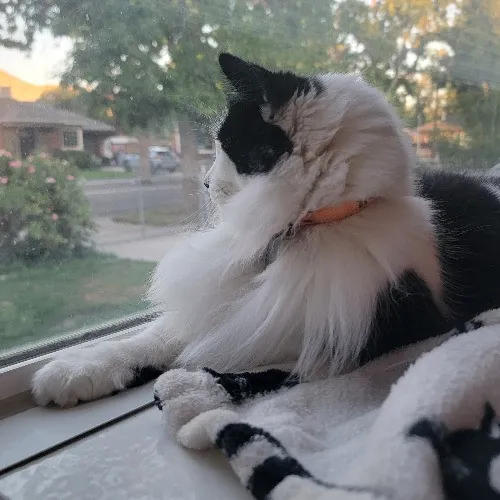 Bridgette's Extra Mile Pet Care