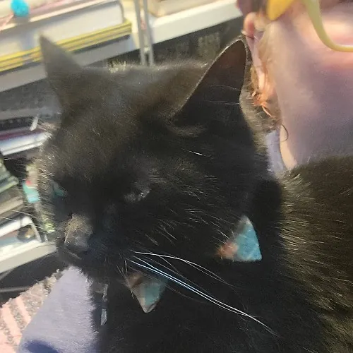 Bridgette's Extra Mile Pet Care