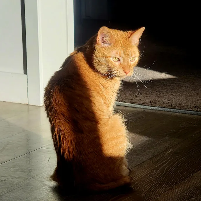 Bridgette's Extra Mile Pet Care