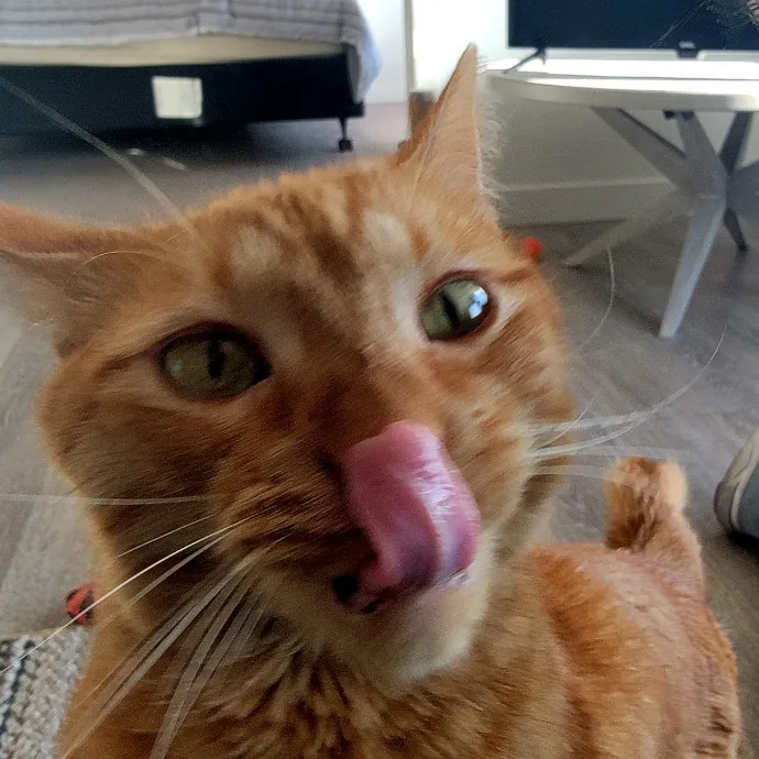 Bridgette's Extra Mile Pet Care