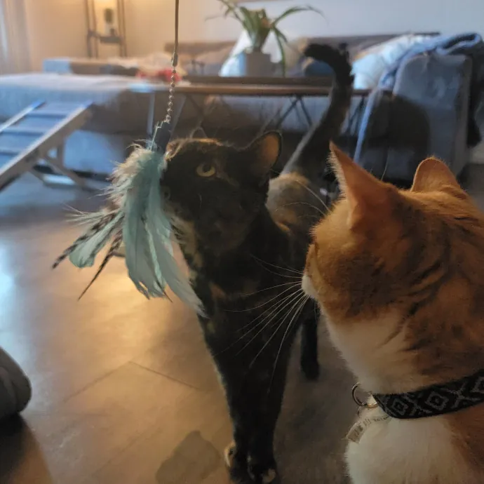 Bridgette's Extra Mile Pet Care