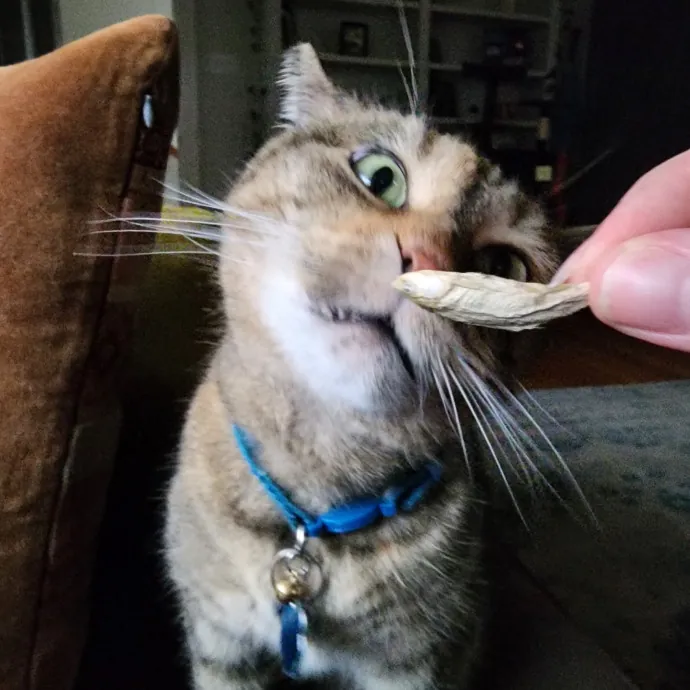 Bridgette's Extra Mile Pet Care