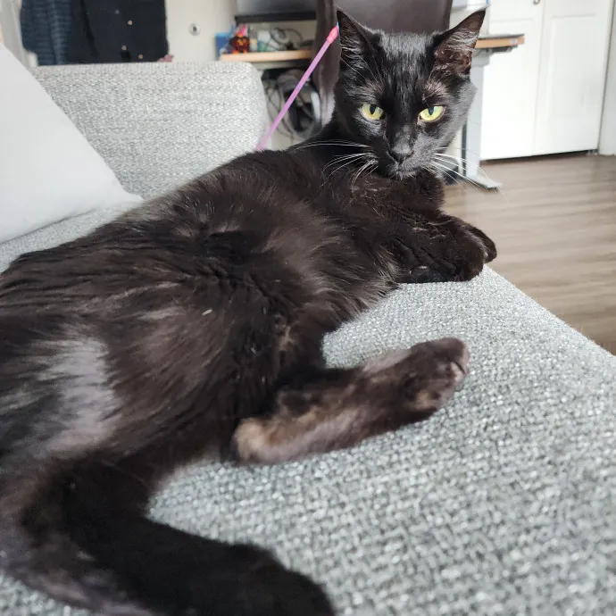 Bridgette's Extra Mile Pet Care