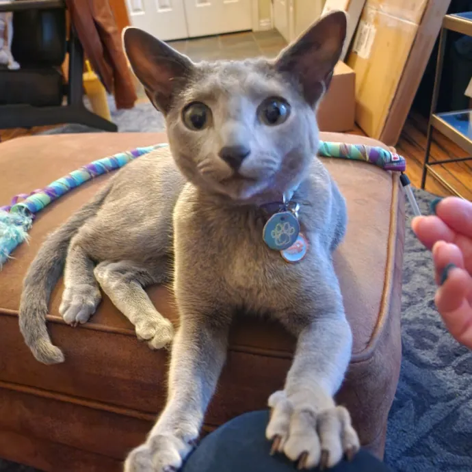 Bridgette's Extra Mile Pet Care