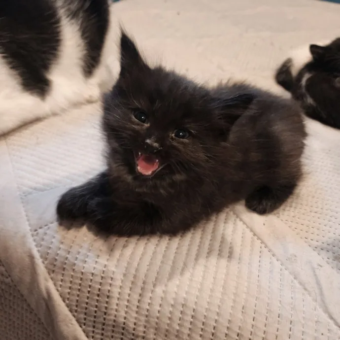 Bridgette's Extra Mile Pet Care