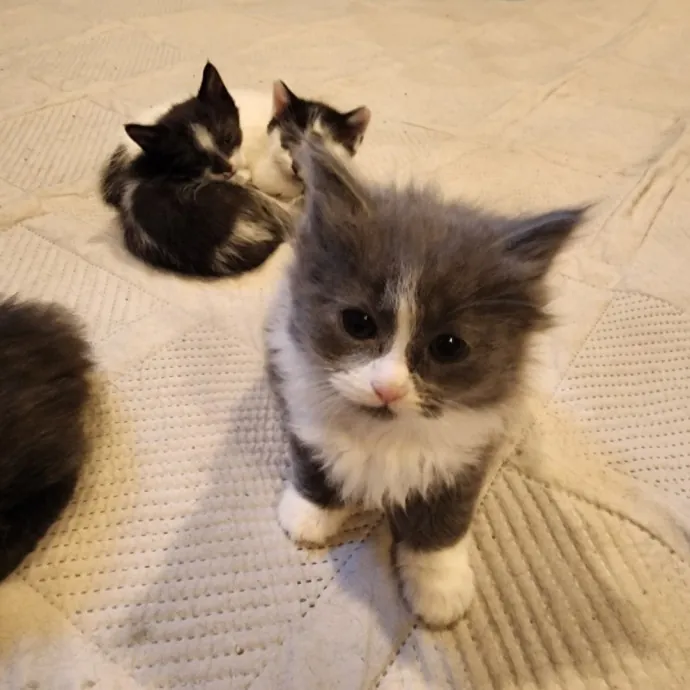 Bridgette's Extra Mile Pet Care photo 3