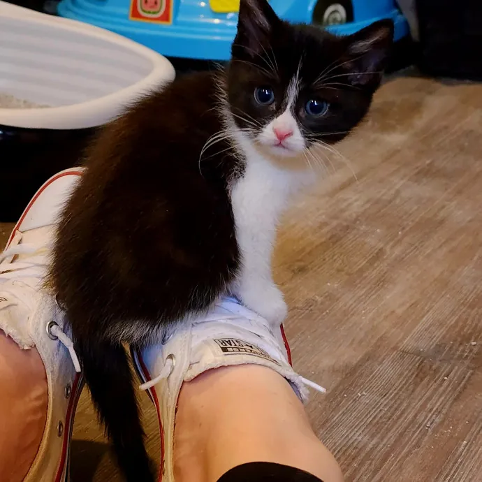 Bridgette's Extra Mile Pet Care photo 2