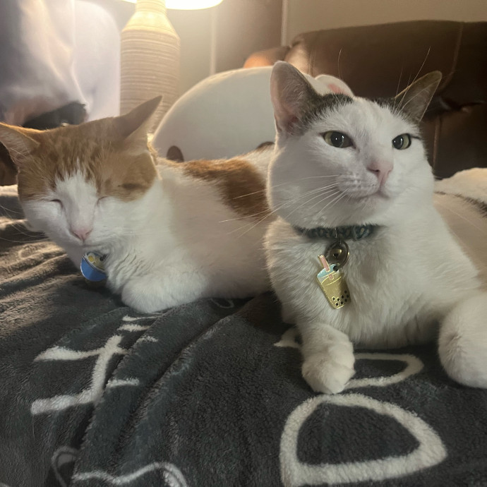 Lifelong Cat Lover  Owner Of 3 Kitties