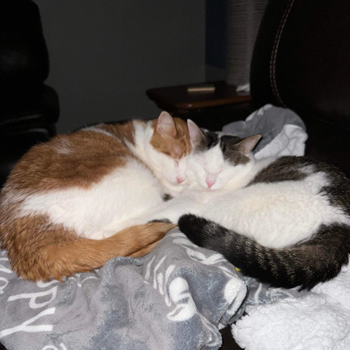 Lifelong Cat Lover  Owner Of 3 Kitties