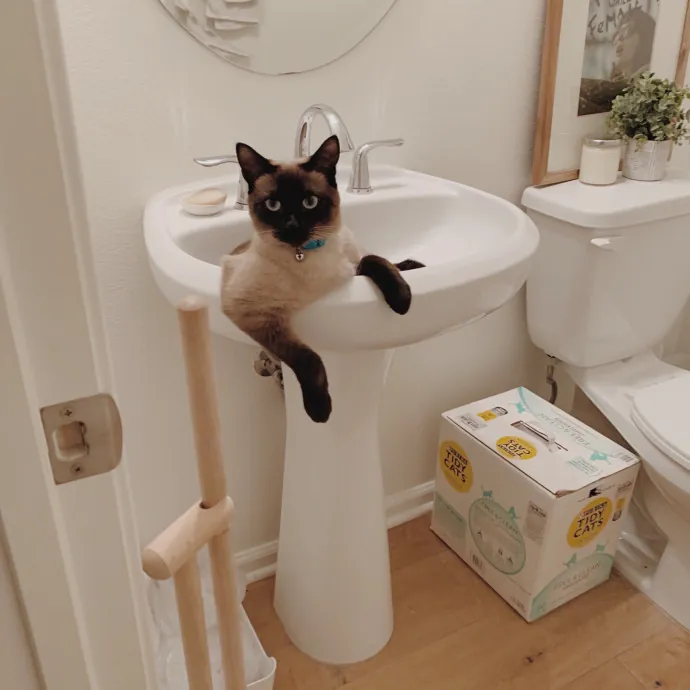 Deb's Paws  Purrs Club photo 3