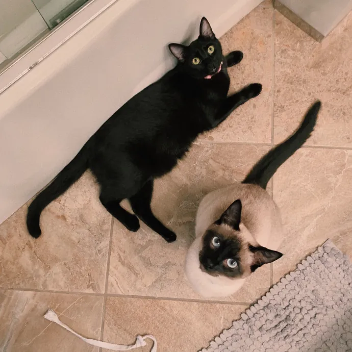 Deb's Paws  Purrs Club photo 2