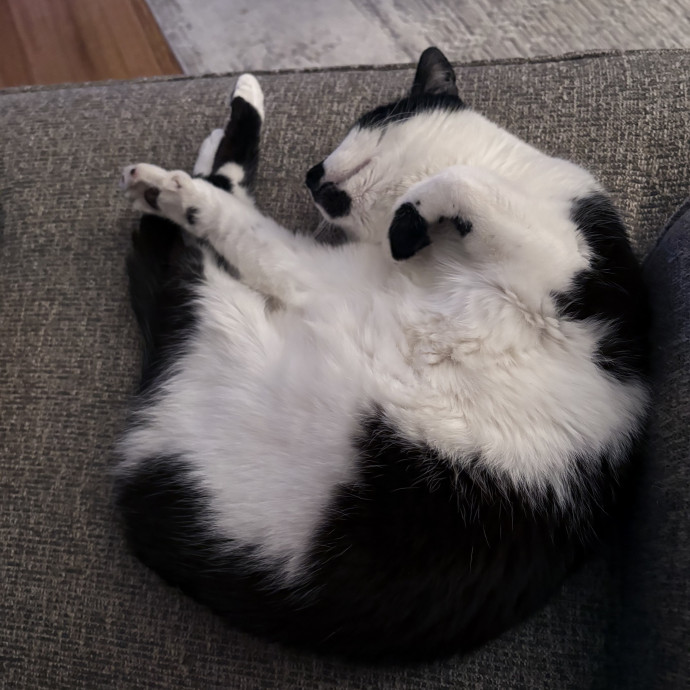 Karen's Cozy Cats