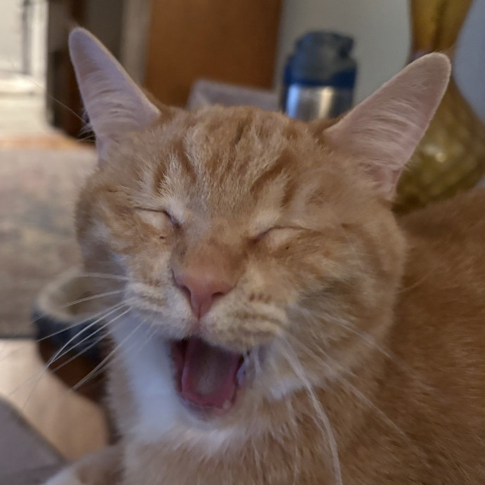 Karen's Cozy Cats photo 3
