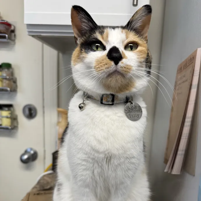Purrrrsonal Cat Attendant photo 4