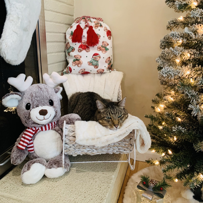 Your Cat's Second Favorite Human
