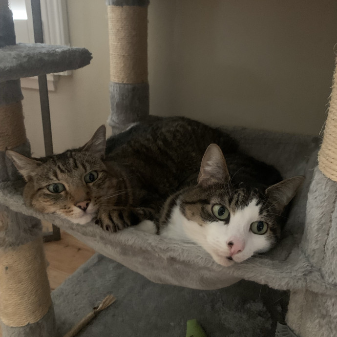 Your Cat's Second Favorite Human