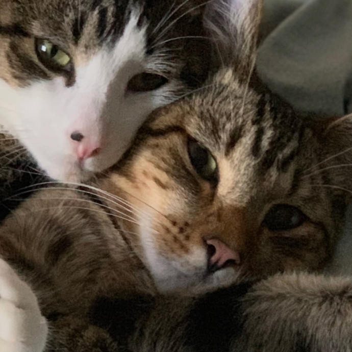 Your Cat's Second Favorite Human