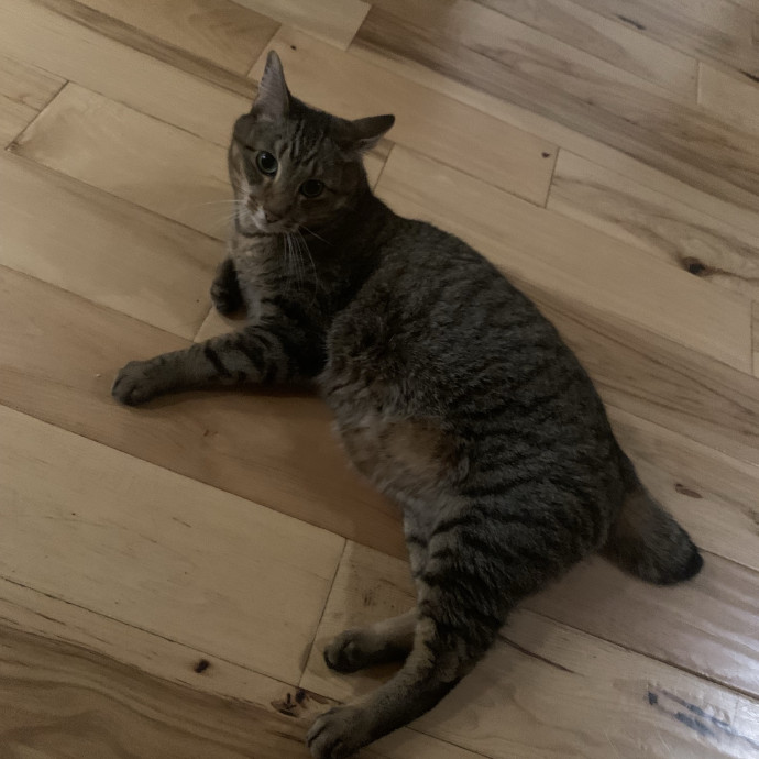 Your Cat's Second Favorite Human