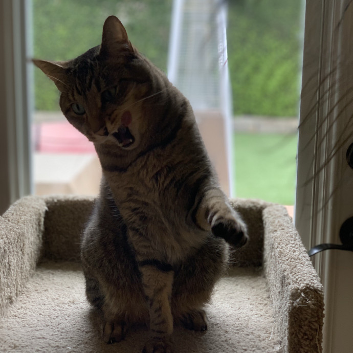 Your Cat's Second Favorite Human