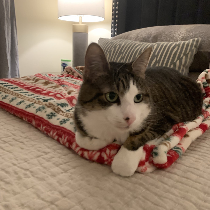 Your Cat's Second Favorite Human
