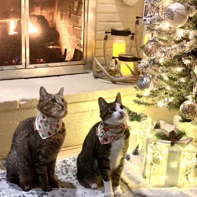 Your Cat's Second Favorite Human photo 3