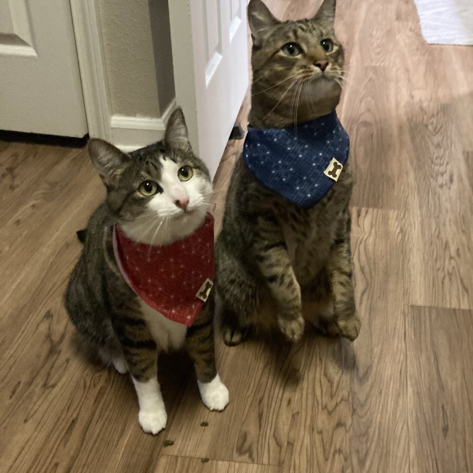 Your Cat's Second Favorite Human photo 2