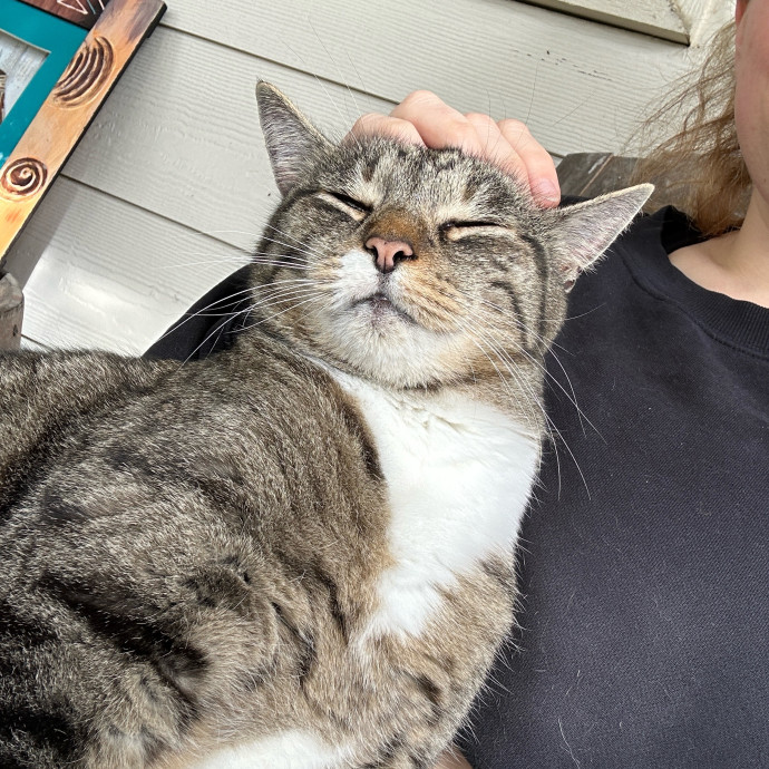 Cat Lover Here To Bring Peace Of Mind