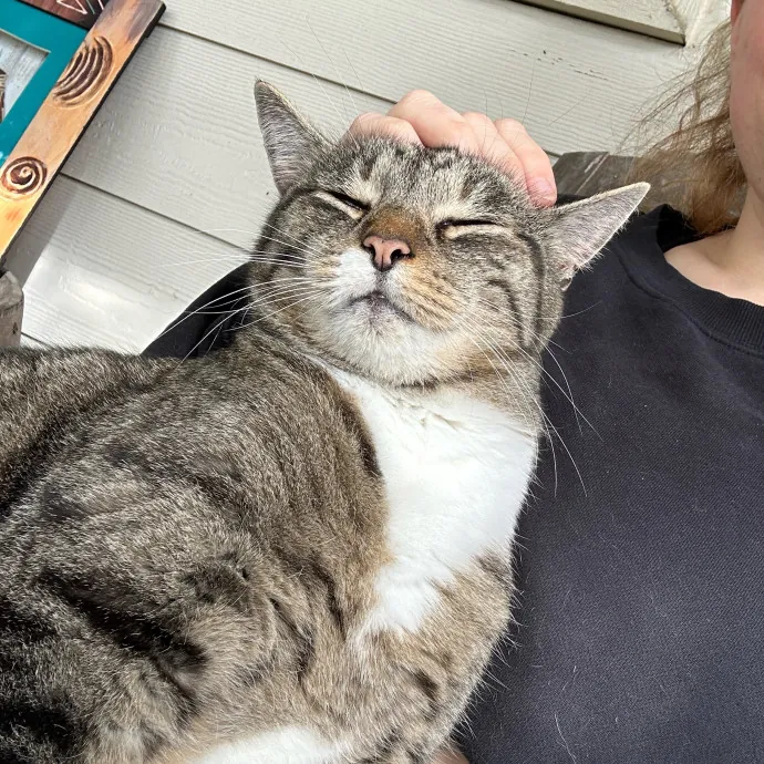 Cat Lover Here To Bring Peace Of Mind