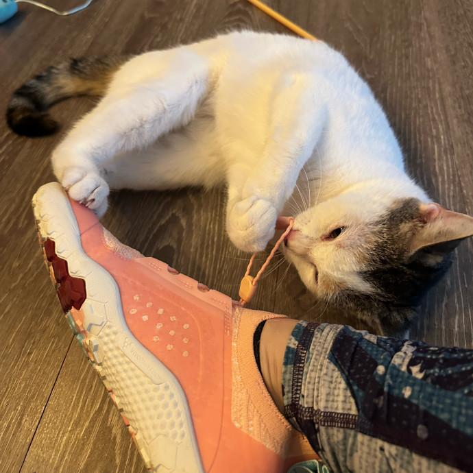 Cat Lover Here To Bring Peace Of Mind