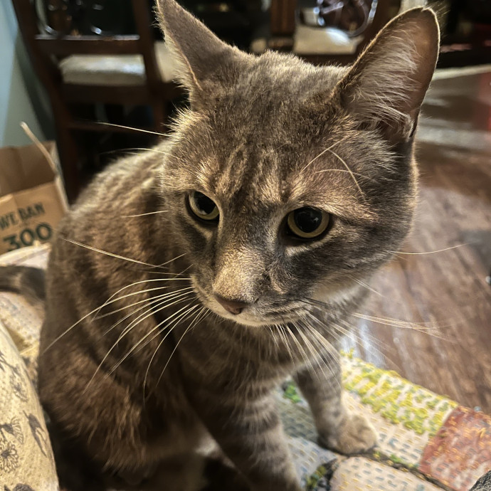 Overnight And Long-Term Cat Care