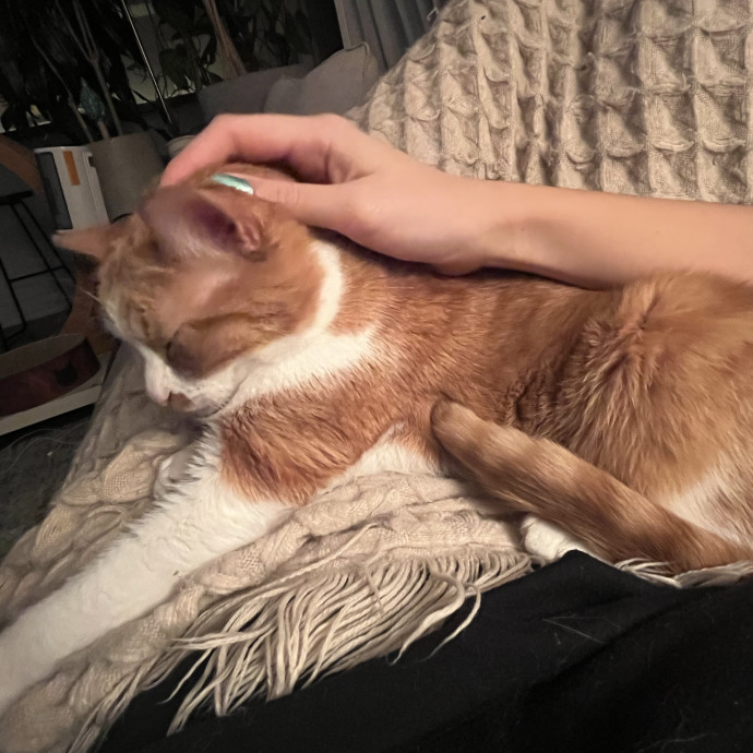 Overnight And Long-Term Cat Care