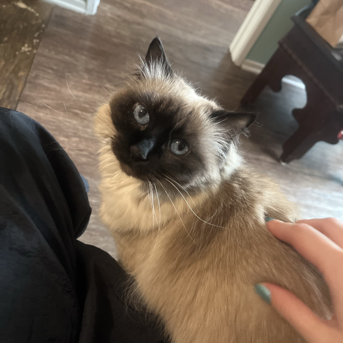 Overnight And Long-Term Cat Care